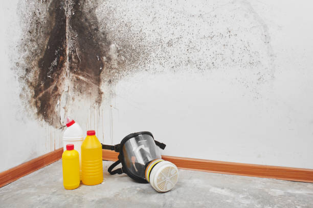 Best Black Mold Removal  in Elmore, OH