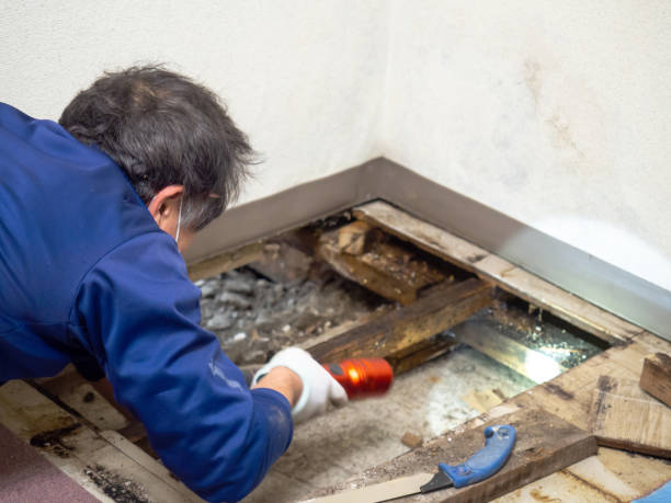 Best Mold Remediation Services  in Elmore, OH