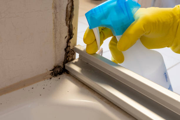 Best Mold Damage Repair  in Elmore, OH
