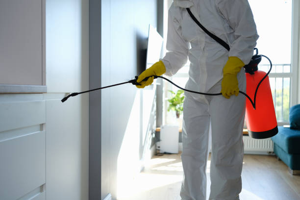 Best Mold Remediation  in Elmore, OH