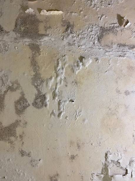 Best Toxic Mold Removal  in Elmore, OH