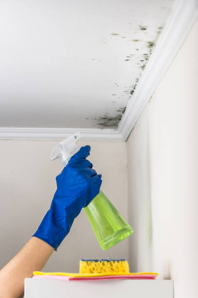 Best Residential Mold Removal  in Elmore, OH